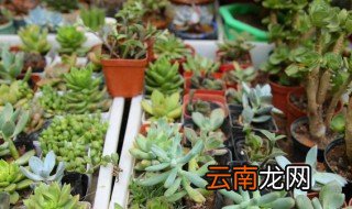 在家怎么做植物的肥料 家庭盆栽怎么做肥料