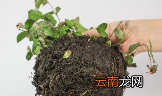 金叶络石的养殖方法 金叶络石如何养殖