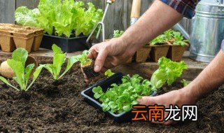 蔬菜追肥的最佳时间 蔬菜最佳施肥时间和方法
