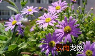 姬小菊菊的养殖方法 姬小菊菊如何养殖