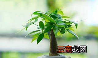 发财树水养殖方法 发财树水养的方法