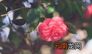 春季换盆小知识 春季换盆注意事项及方法