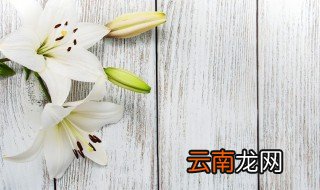 百合盆栽的养殖方法 百合盆栽如何养殖