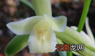 阳台建兰的养殖方法 阳台如何养建兰