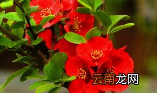 红花海棠的养殖方法 红花海棠如何养殖