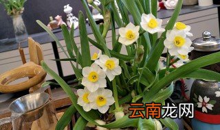 水仙花的养殖方法水养 水仙花如何水养