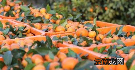 沙糖桔一天吃几个最好-吃沙糖桔的好处和坏处