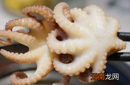 煮八爪鱼怎么才不变小-八爪鱼煮熟为什么缩小