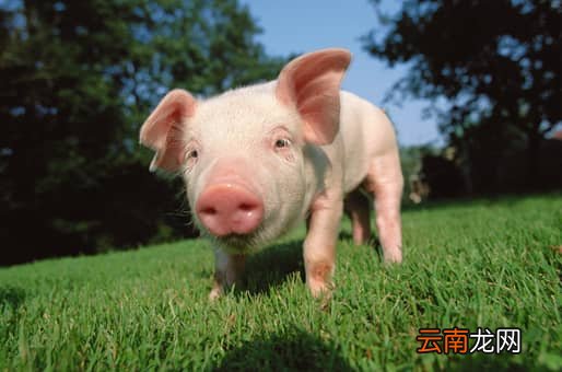 猪价现在多少钱一斤？到2022下半年会是什么价位？