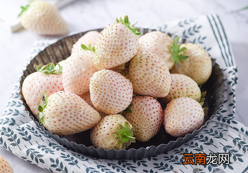 白色草莓是哪个国家的-白色草莓是日本的吗