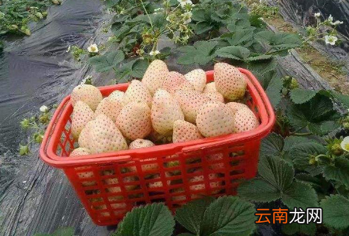 白色草莓是哪个国家的-白色草莓是日本的吗