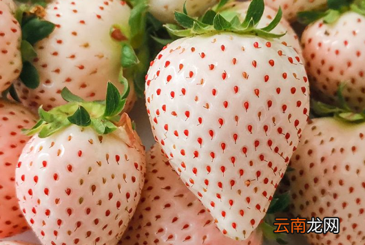 白色草莓是哪个国家的-白色草莓是日本的吗