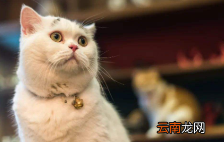 猫咪眼屎为什么是绿色的-猫咪眼角有点绿色眼屎怎么办