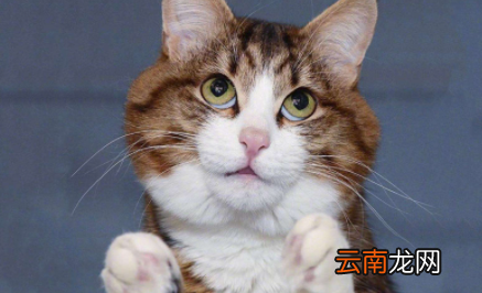 猫咪眼屎为什么是绿色的-猫咪眼角有点绿色眼屎怎么办