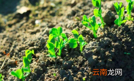 养花土壤板结如何快速改良-花土为什么会板结