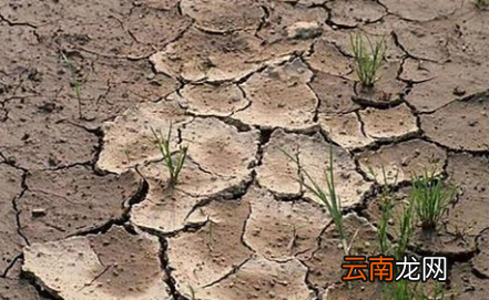 养花土壤板结如何快速改良-花土为什么会板结