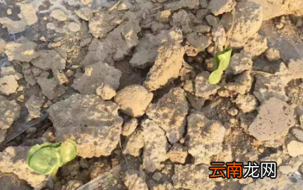 养花土壤板结如何快速改良-花土为什么会板结