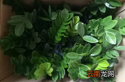摇钱树一直掉叶子是什么原因-摇钱树一直掉叶子还能不能补救