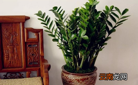 摇钱树一直掉叶子是什么原因-摇钱树一直掉叶子还能不能补救