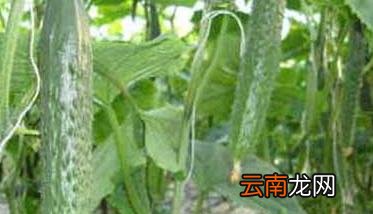 黄瓜在几月份种植 黄瓜的种植时间是什么时候？