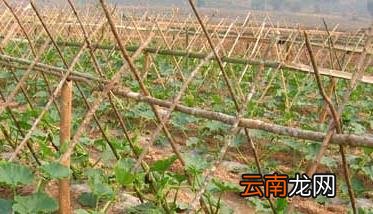 南瓜种植技术，南瓜种植技术与管理如何打芯