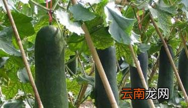 冬瓜的种植技术，迷你小冬瓜的种植技术