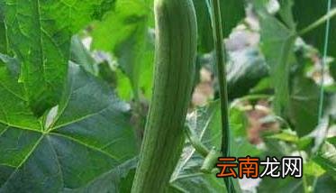 丝瓜高产种植技术 丝瓜高产种植技术视频