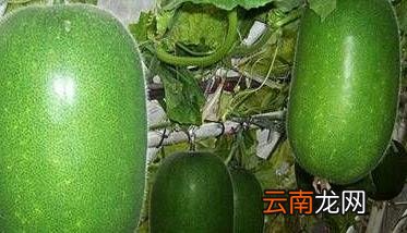 冬瓜的营养价值和医疗作用 冬瓜的营养价值与作用