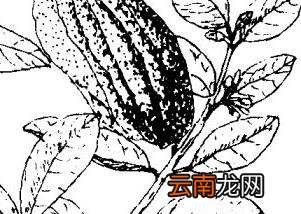 佛手瓜的功效和作用 佛手瓜的功效与作用有哪些？