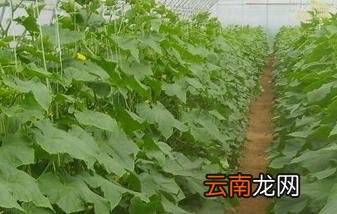 黄瓜温室育苗及栽培技术要点 温室黄瓜栽培管理技术要点