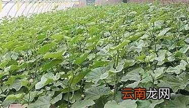 春季大棚黄瓜栽培技术要点，黄瓜早春大棚栽培技术技术