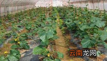 春季大棚黄瓜栽培技术要点，黄瓜早春大棚栽培技术技术
