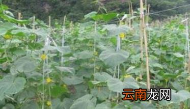 春季大棚黄瓜栽培技术要点，黄瓜早春大棚栽培技术技术