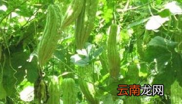 苦瓜种植技术与管理要点 苦瓜的种植方法及管理要点