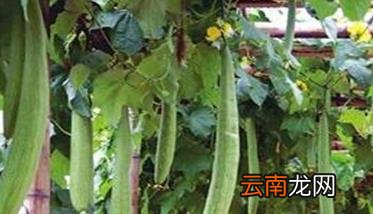 丝瓜种植方法及其关键步骤 丝瓜栽培要点
