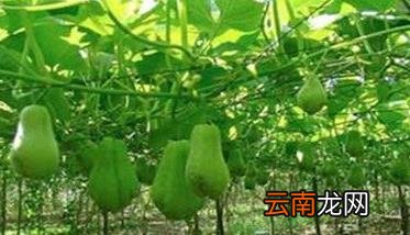 北方适合种植佛手瓜吗 北方地区佛手瓜的种植方法