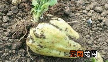 北方适合种植佛手瓜吗 北方地区佛手瓜的种植方法
