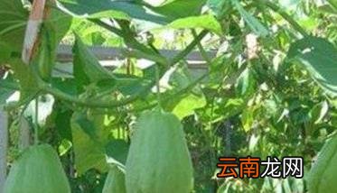 北方适合种植佛手瓜吗 北方地区佛手瓜的种植方法