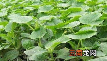 黄瓜苗种植温度 黄瓜温室早育苗晚定植方法