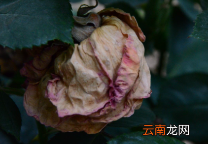 枯了的花怎么救活-花枯了要剪掉吗