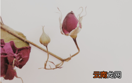 枯了的花怎么救活-花枯了要剪掉吗