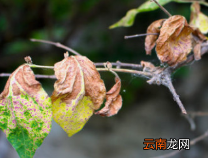 枯了的花怎么救活-花枯了要剪掉吗