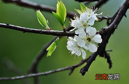 2022年打春是阴春还是阳春-2022打春时间晚上还是白天