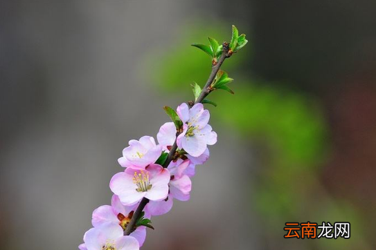 2022年打春是阴春还是阳春-2022打春时间晚上还是白天