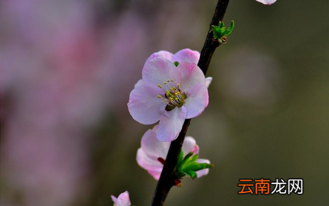 2022年打春是阴春还是阳春-2022打春时间晚上还是白天