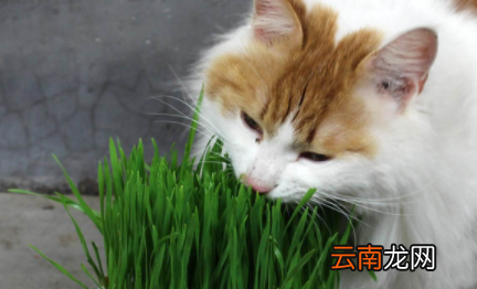 猫草用什么种的比较好-猫草多久能种出来