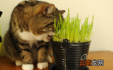 猫草用什么种的比较好-猫草多久能种出来