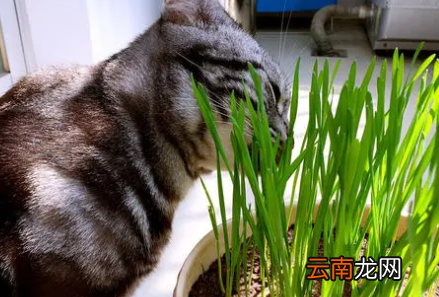 猫草用什么种的比较好-猫草多久能种出来