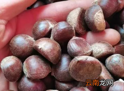 生板栗太干了怎么能把它发软-板栗干了咬不动怎么办