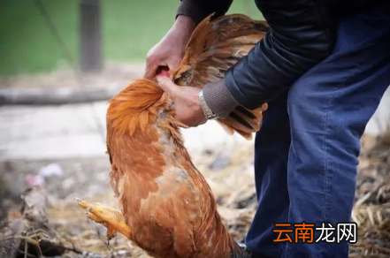 2022大年初一能杀鸡吗-2022过年前几天能杀鸡